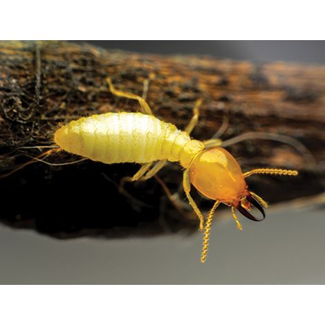 Dalep – Traitement de bois D'XYL 20L – Insecticide et fongicide pour charpentes – Protection préventive et curative – Sans odeur — photo 3